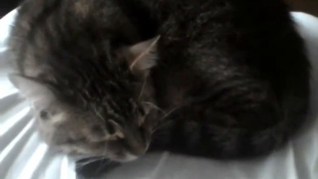 Кот недовольно ругается, когда его будят) смотреть онлайн
