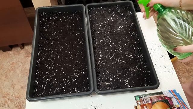 Решила вырастить лук через рассаду Посеяла чернушку в январе | Эксибишен и Крымский сорт | Лук ПОРЕ смотреть онлайн