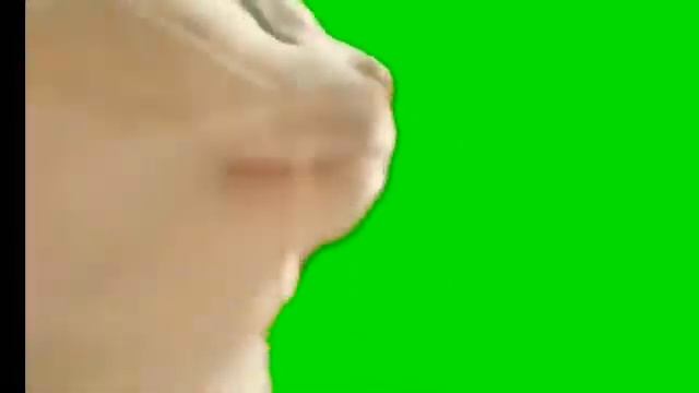 Вам для манатажа (танцующий кот на зелёном фоне) смотреть онлайн