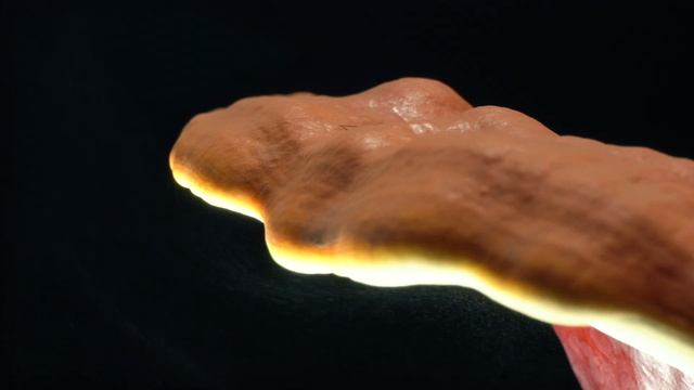 MUSHROOM GROWING TIMELAPSE 4K - Time-lapse photography - 舞茸 смотреть онлайн