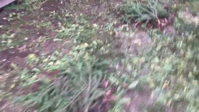 Укрытие Голубики на зиму! В средней полосе России смотреть онлайн