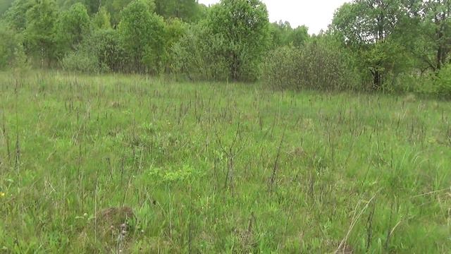 Русские гончие. Забава. Нагонка. смотреть онлайн