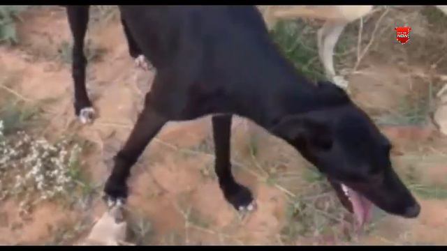 GREYHOUND DOGS VS STEENBOK AND DUIKER 2022 p30 смотреть онлайн