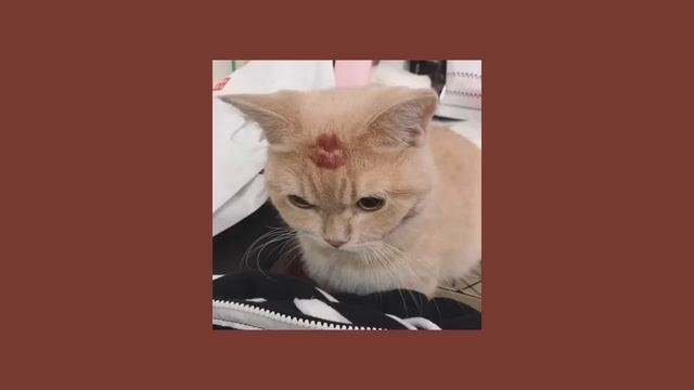 Falling in love : sped up playlist смотреть онлайн