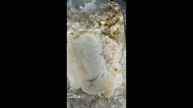 Ежовик гребенчатый.Полный цикл выращивания на покупном субстрате . смотреть онлайн