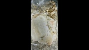 Ежовик гребенчатый.Полный цикл выращивания на покупном субстрате .