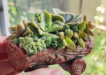 Маленький садик из суккулентов своими руками. смотреть онлайн