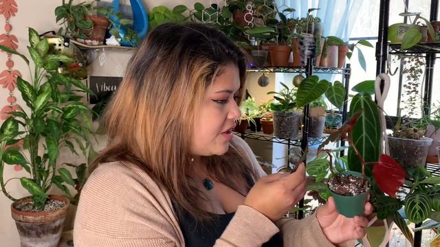 My Begonia Collection + Begonia Care Guide смотреть онлайн