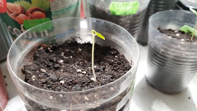20 января. Месяц после посадки семян сверхострого перца Carolina reaper, 7Pot, bhut jolokia,habaner смотреть онлайн