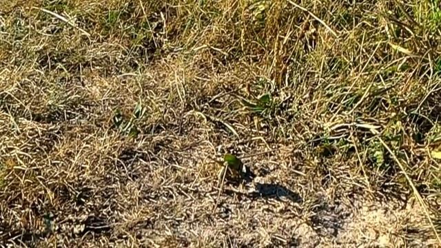 Самка кузнечика откладывает яйца смотреть онлайн