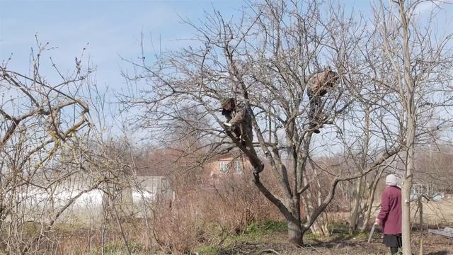 Обрезка груши весной. Как обрезать старую грушу. смотреть онлайн
