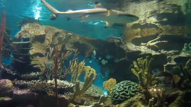 Океанариум . Санкт- Петербург. смотреть онлайн