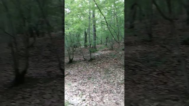 Архипо-Осиповка лес смотреть онлайн