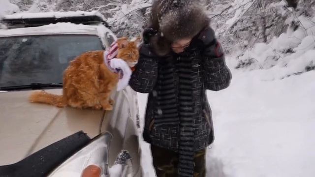 котик ловит снежинки в горах Сочи смотреть онлайн