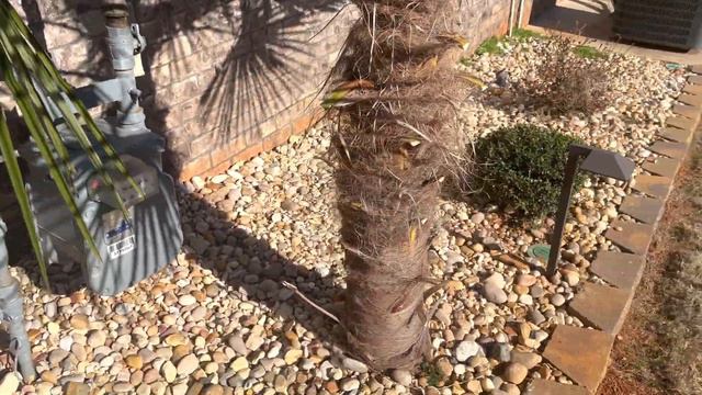 8 Foot windmill palm update смотреть онлайн