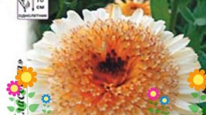 Календула гибридная (Каблуна Эприкот). Краткий обзор, описание характеристик, где купить семена