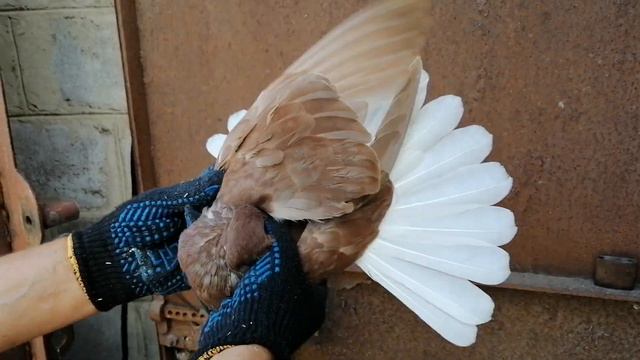 ГОЛУБИ ЛОЗОВАТСКОГО. 12 ИЮЛЯ 2022 Г. ТЕЛ.38 050 707 57 21 смотреть онлайн