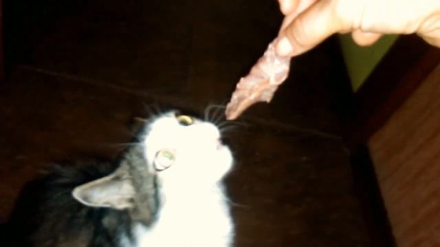 Сырое мясо .... есть или не есть??? Crude meat. . . . is or isn't??? смотреть онлайн