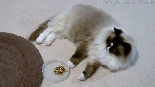 Ragdoll Cat vs. Zuru Robo Turtle Toy - PoathTV Funny Cat Videos - PoathCats смотреть онлайн