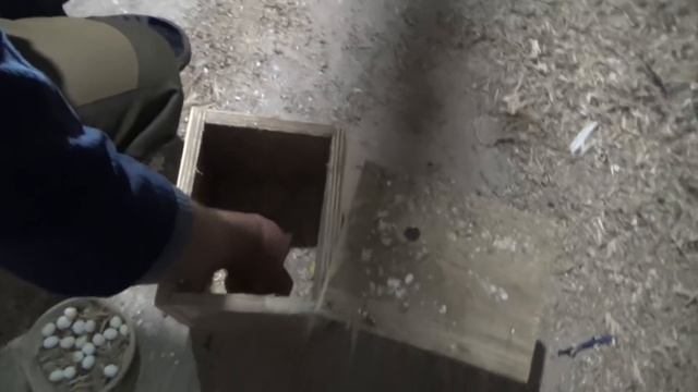 Размножение волнистых попугаев, забираем яйца и подкидываем в другие гнезда. смотреть онлайн