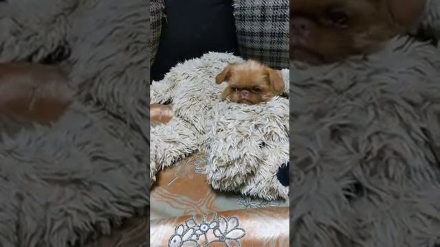 Brussels Griffon Teddy . Брюссельский гриффон Тедди смотреть онлайн