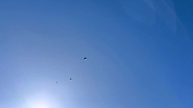 Серпасто выворотные голуби СВГ Санкт Петербург смотреть онлайн
