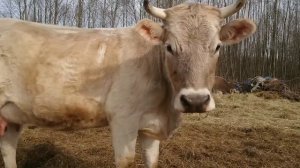 Костромская порода коров