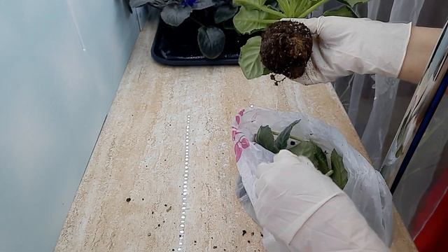 У фиалочки измельчали листья и цветы. смотреть онлайн