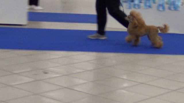 154 KNOWN FACT POCAHONTAS. Моно пуделей Екатеринбург 22,01,23, смотреть онлайн