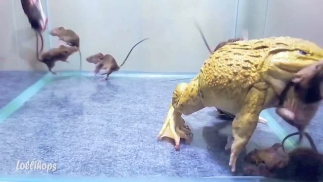 Asian Bullfrog With Many Big Mouse! Asian Bullfrog Live Feeding смотреть онлайн