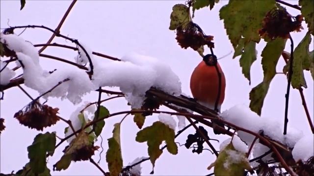 Снегири, снегири