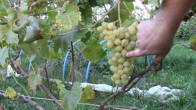 Секрети винограду Кеша-1 смотреть онлайн