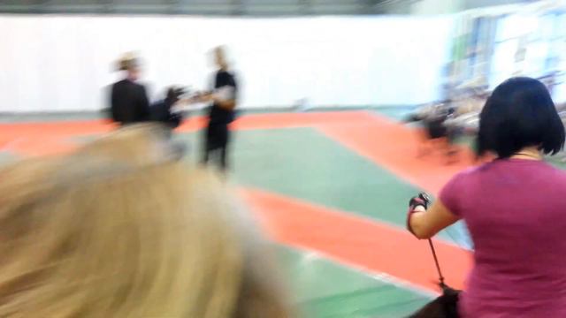 Doberman puppy ORNATUS VITАE Aspasia in the ring (8mon) смотреть онлайн