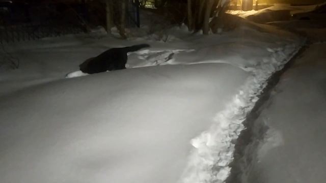 ВЕО черная Восточно Европейская Овчарка 8 смотреть онлайн