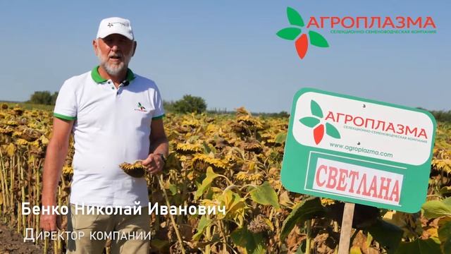 Самый известный гибрид подсолнечника СВЕТЛАНА смотреть онлайн