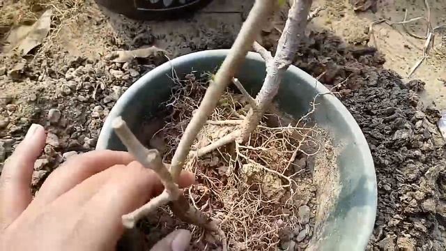 Repotting Purple heart, Kalanchoe, Hibiscus And Euphorbiamili plants смотреть онлайн