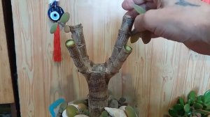 1.Супер кардинальная обрезка толстянки - крассулы Super cardinal cropping of Crassula - Crassula.mp4