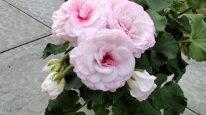 #199.Изменчивое цветение пеларгонии. Kv. Anna Jeanett!