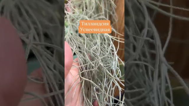 Тилландсиия Уснеевидная или Испанский мох из нашего магазина