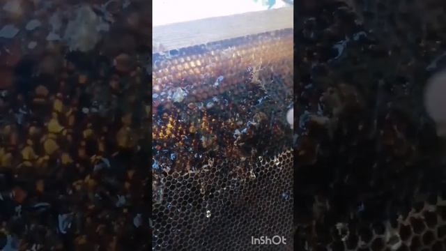 почему соты разноцветные, в них пыльца разного цвета смотреть онлайн