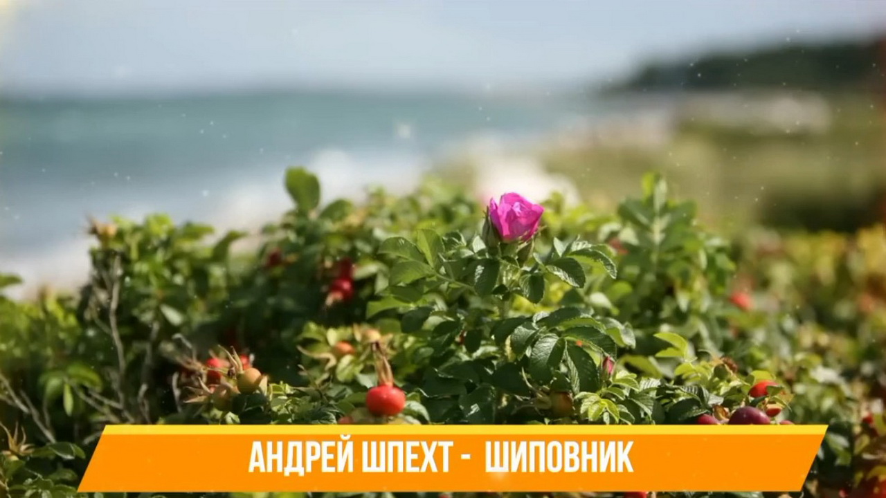 Шиповник смотреть онлайн