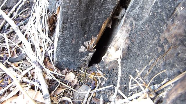 У гнезда синицы. смотреть онлайн