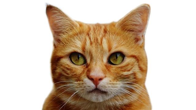 Можно ли кошке сырое мясо? смотреть онлайн