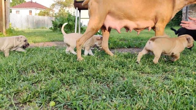 Теплый день! Первый выход щенков на улицу! #апбт #питбуль #apbt смотреть онлайн