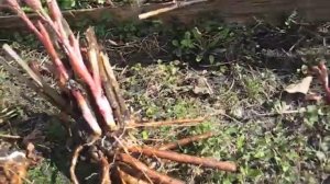 Пион. Пересадка весной