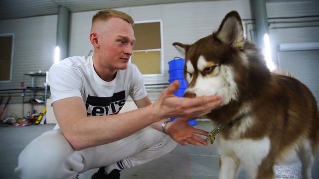 ЧТО, ЕСЛИ ПРИВЯЗАТЬ КОСТЬ ПЕРЕД СОБАКОЙ? смотреть онлайн