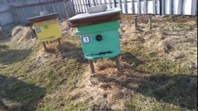 Апрель на пасеке, цветет ива! смотреть онлайн