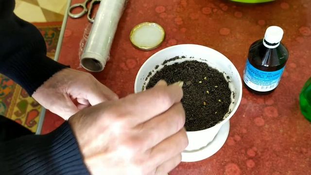 Перекись водорода.Посадка семян перца. смотреть онлайн