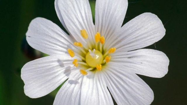 Дикорастущие растения в нашем питании. Звездчатка.
