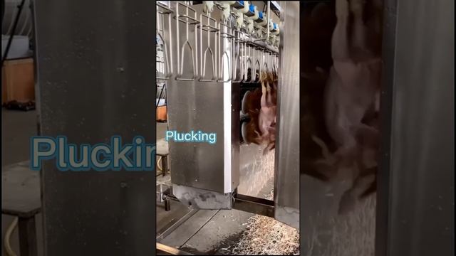 Eruis chicken plucker brings chickens professional plucking experiences смотреть онлайн